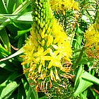 Bulbine latifolia Bulbine ? feuilles larges graines