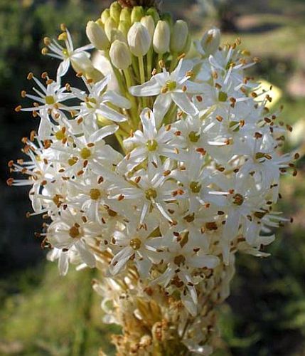 Bulbinella cauda-felis Bulbinella seeds