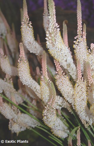 Bulbinella cauda-felis weiss Bulbinella seeds