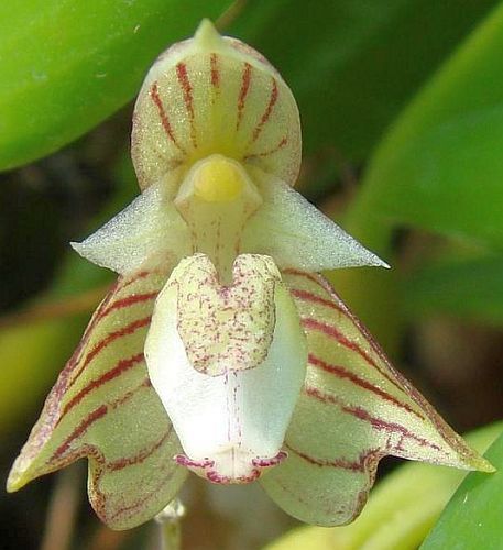 Bulbophyllum ambrosia orchids seeds