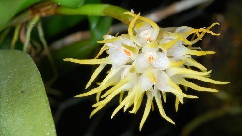 Bulbophyllum doratissimum orchids seeds