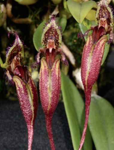 Bulbophyllum fascinator syn: Cirrhopetalum fascinator seeds