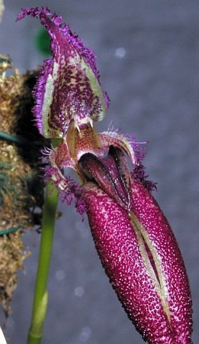 Bulbophyllum longissimum putidum orchids seeds