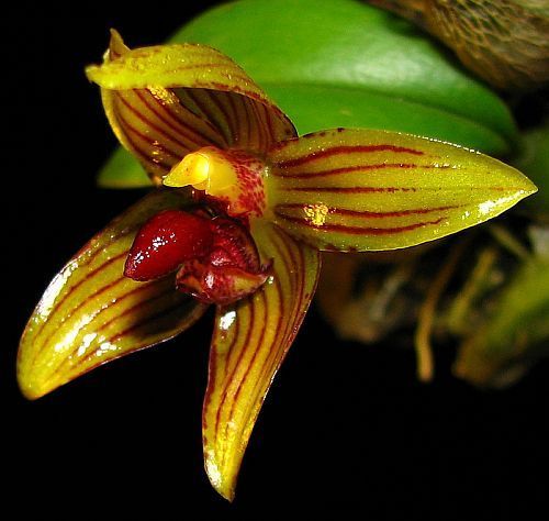 Bulbophyllum psittacoglossum orchids seeds