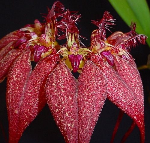 Bulbophyllum rothschildianum orchids seeds