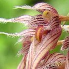 Bulbophyllum sanguineopunctatum, rot gepunkteter Bulbophyllum