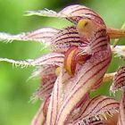 Bulbophyllum sanguineopunctatum, Red Dotted Bulbophyllum