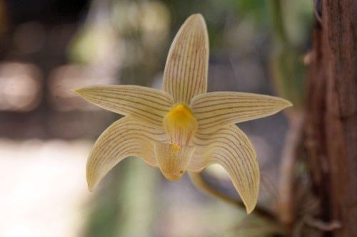 Bulbophyllum siamensis orchids seeds