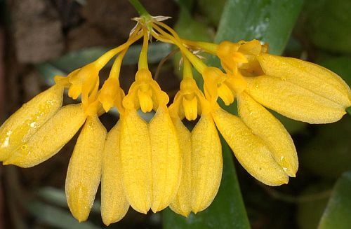 Bulbophyllum skeatianum orchids seeds