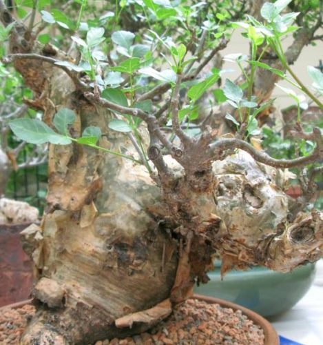 Bursera fagaroides Elephant Tree seeds