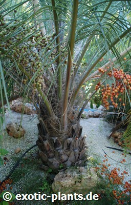 Butia capitata Pindo Palm - Jelly Palm seeds