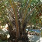 Butia capitata sinonimo: Cocos capitata, Cocos australis, Diplothemium campestre semi