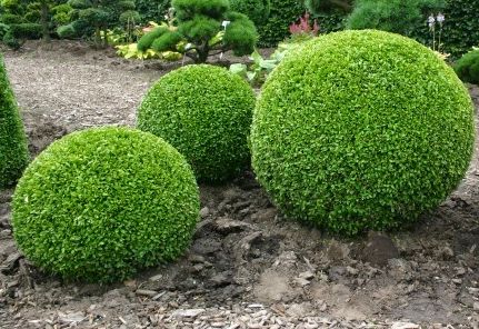 Buxus sempervirens Common Box seeds