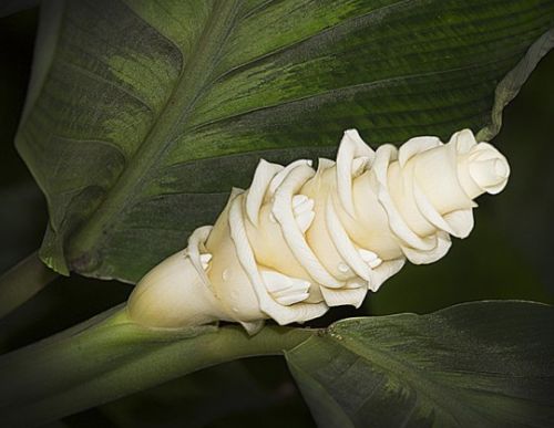 Calathea warscewiczii Ice Cream flower seeds