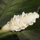 Calathea warscewiczii