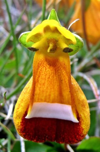 Calceolaria uniflora Darwins slipper flower seeds