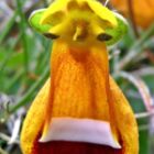 Calceolaria uniflora fleur de pantoufle Darwin graines