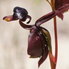 Caleana major black duck orchid  semillas