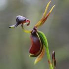 Caleana major flying duck orchid orchid?e canard volant graines