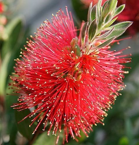 Callistemon citrinus Crimson Bottlebrush seeds