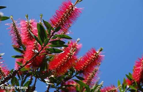 Callistemon citrinus Crimson Bottlebrush seeds