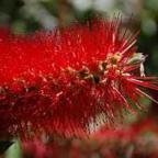 Callistemon citrinus Zylinderputzer Samen