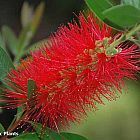 Callistemon rigidus Zylinderputzer Samen