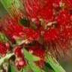 Callistemon viminalis rince bouteille graines