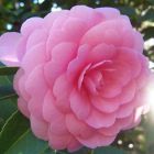 Camellia japonica Pink Perfection  semi