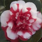Camellia japonica red white