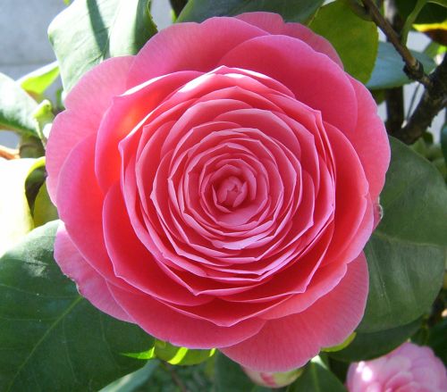 Camellia japonica rosa - Camélia - Rose du Japon graines