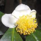 Camellia sinensis pianta del T? verde semi