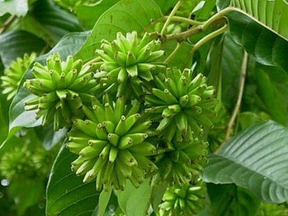 Camptotheca acuminata Happy Tree - Tree of Life seeds