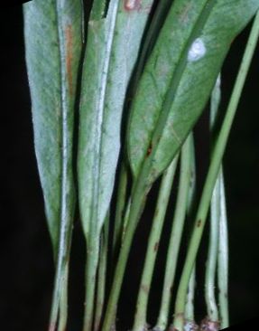 Campyloneurum amphostenon Fern seeds