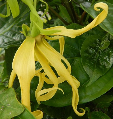 Cananga odorata Perfume Tree Ylang-Ylang seeds