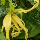 Cananga odorata Ylang-Ylang graines