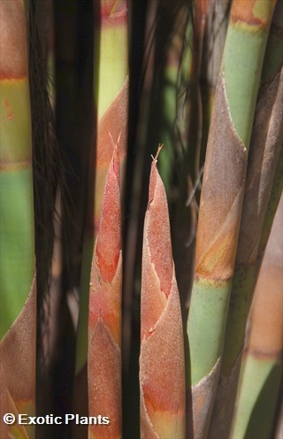 Cannomois virgata bell reed seeds