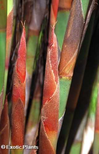 Cannomois virgata bell reed seeds