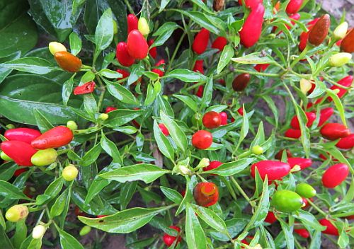 Capsicum tepin Bird Pepper seeds