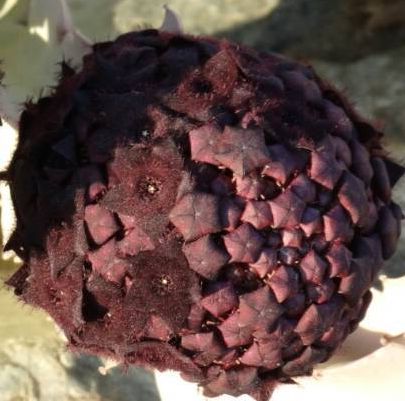 Caralluma russeliana King of Stapeliads seeds