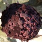Caralluma russeliana  semi
