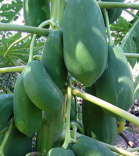 Carica papaya papaya seeds