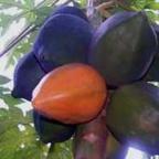 Carica papaya Papaye graines