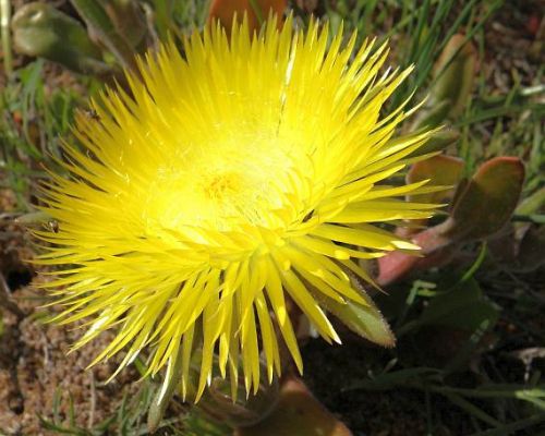 Carpanthea pomeridiana syn.: Carpanthea pilosa seeds