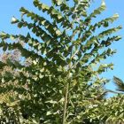 Caryota obtusa Riesen-Fischschwanzpalme Samen