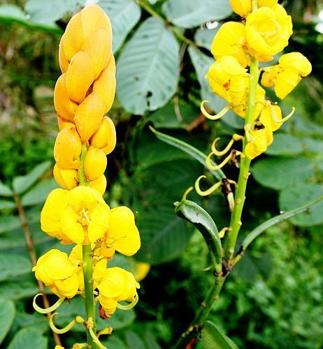 Cassia angustifolia Senna seeds