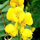 Cassia angustifolia Senna semillas