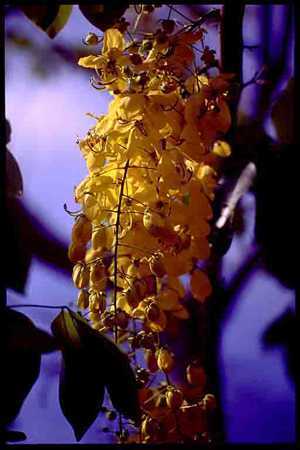 Cassia fistula golden shower tree seeds