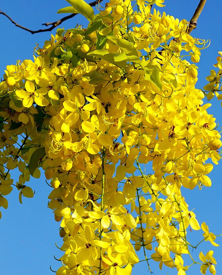 Cassia fistula ?rbol de la lluveia dorada semillas