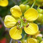 Cassia siamea Kassod Baum - Kheelek Samen